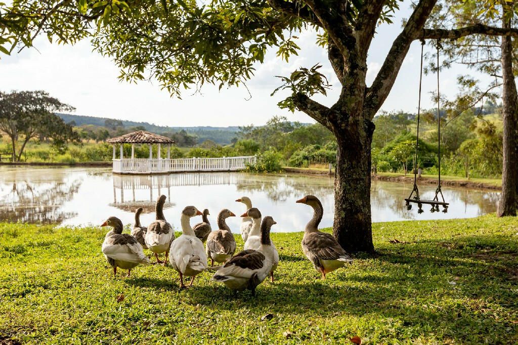 Animais Animais