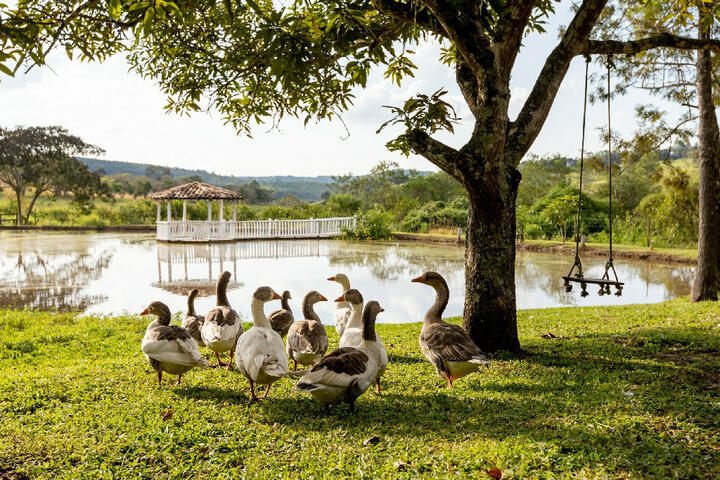 Animais Animais